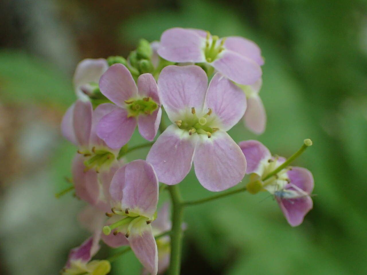 Arabidopsis cebennensis flower