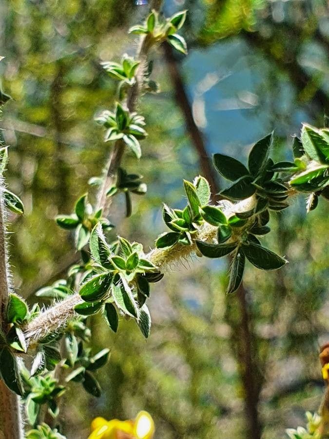 Argyrolobium fischeri leaf
