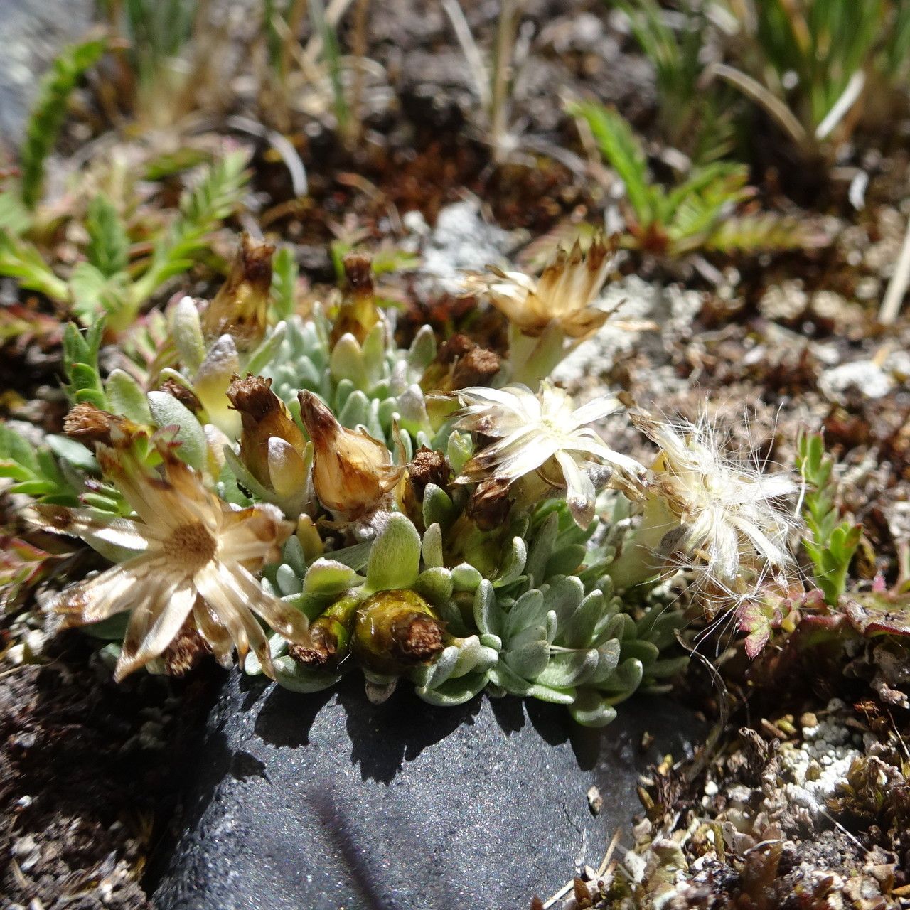 Gamochaeta lulioana habit