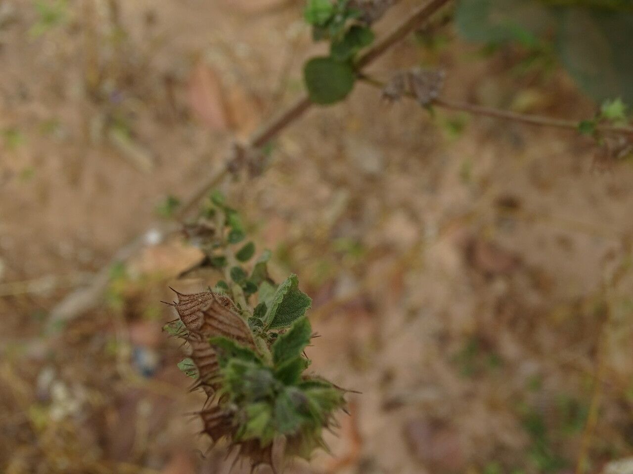 Hyptis suaveolens — search result for 'South Asia'