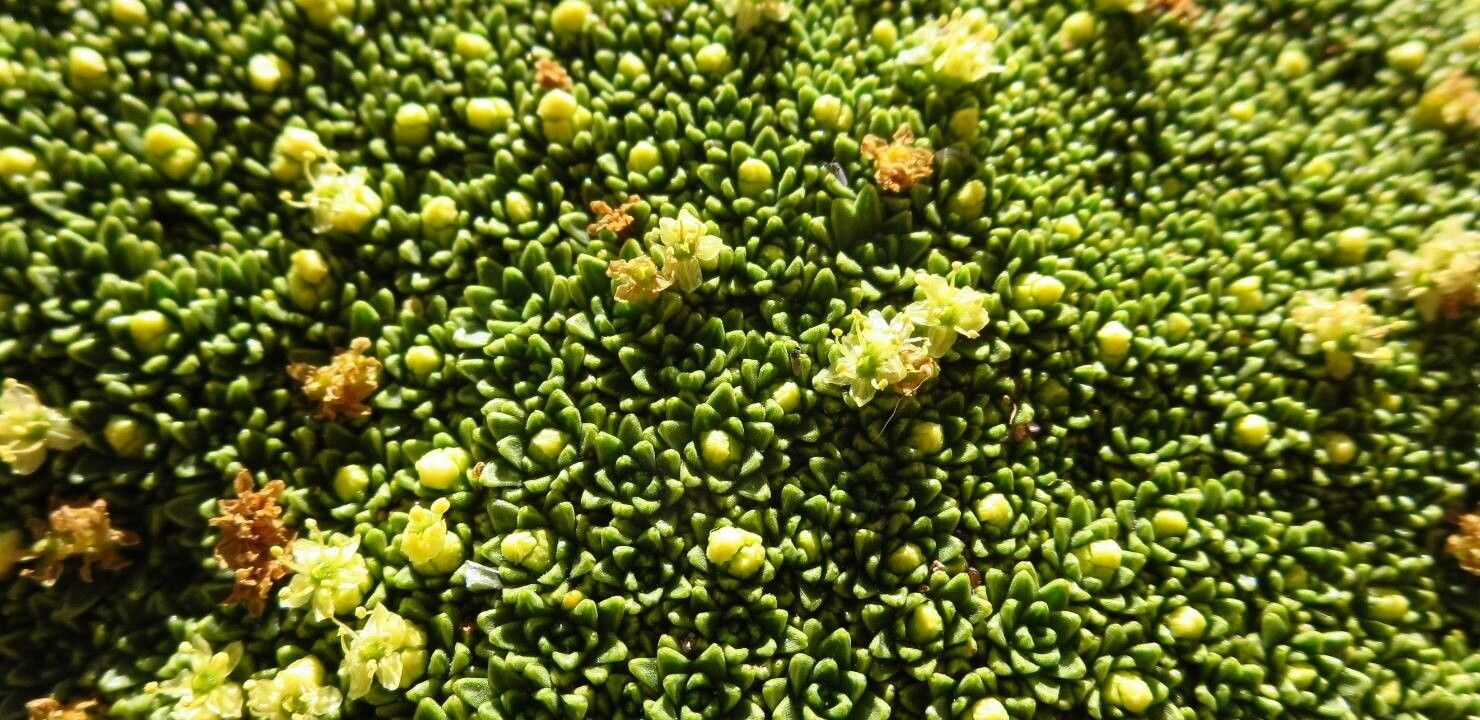 Azorella monantha flower