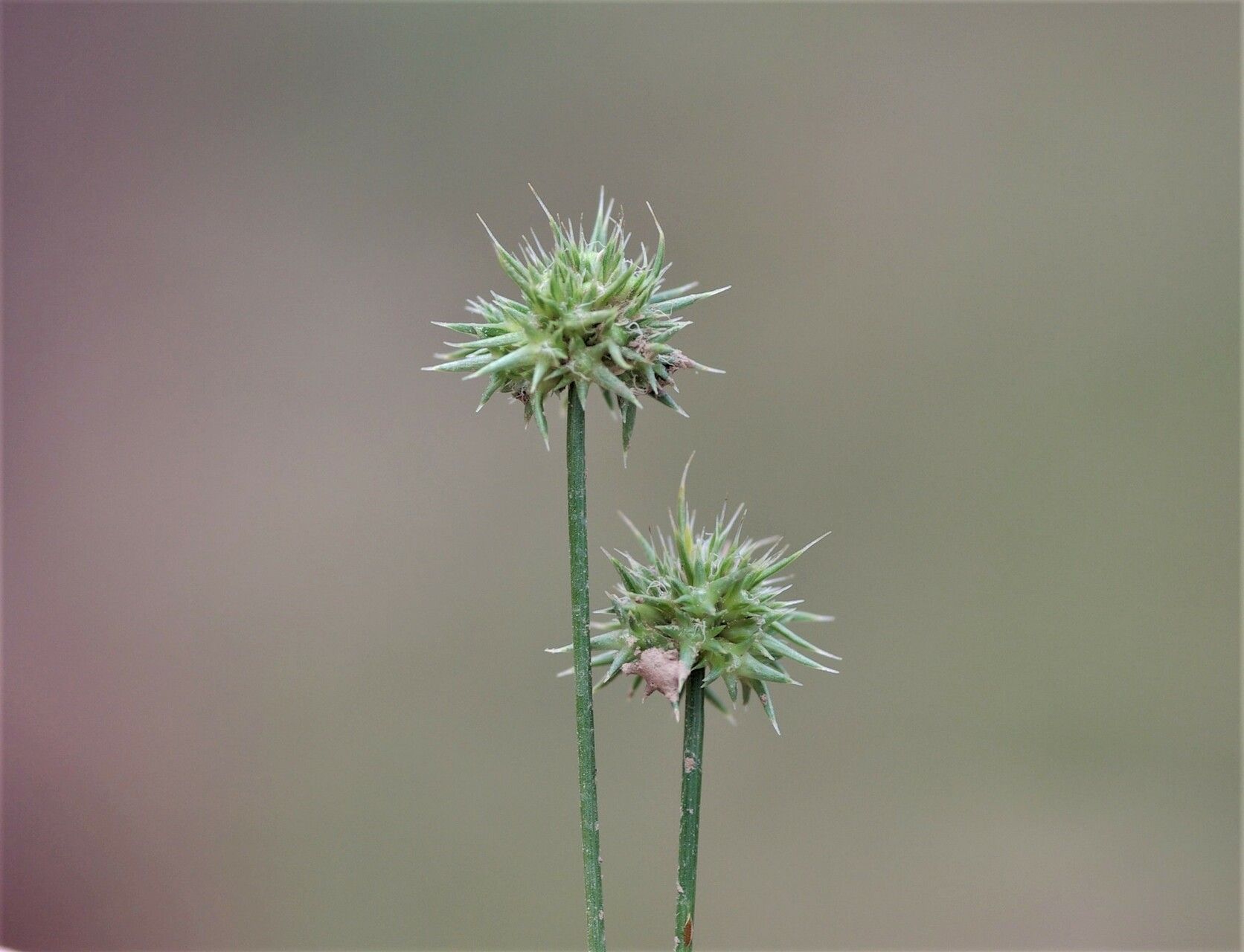 Echinaria capitata fruit