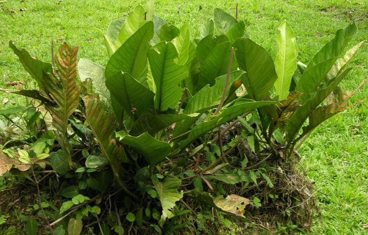 Anthurium ramonense habit