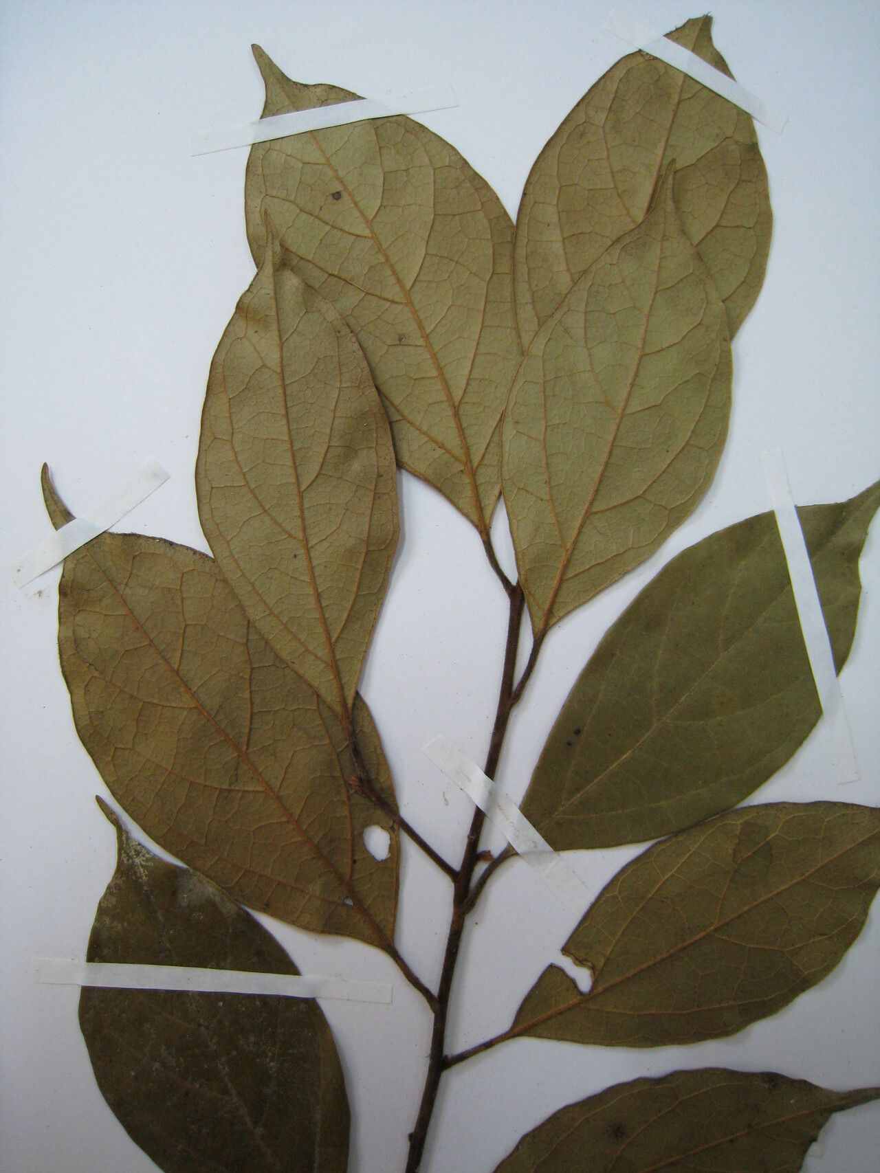 Rhodostemonodaphne leptoclada — houseplant care guide