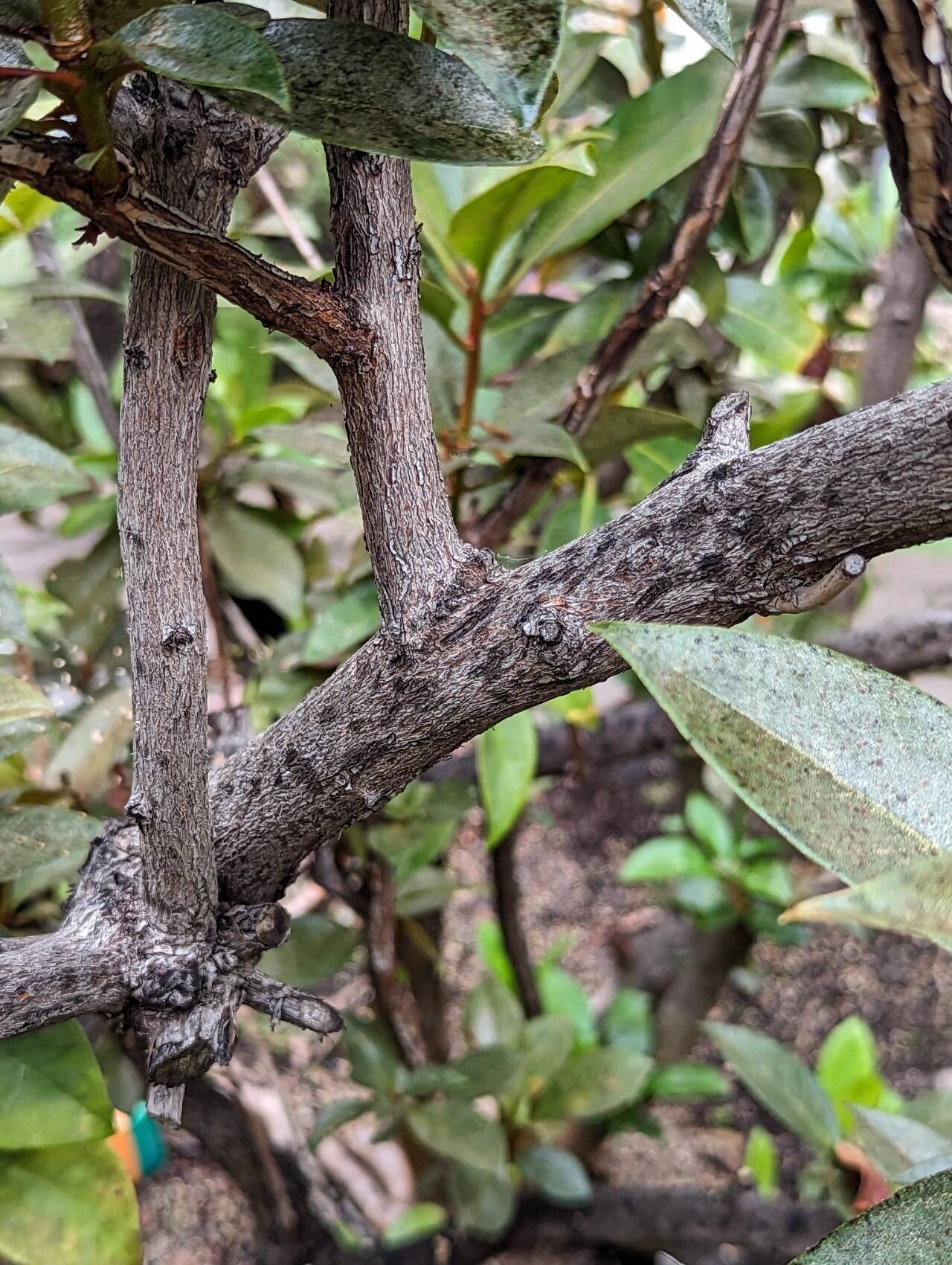 Rhododendron rarilepidotum bark