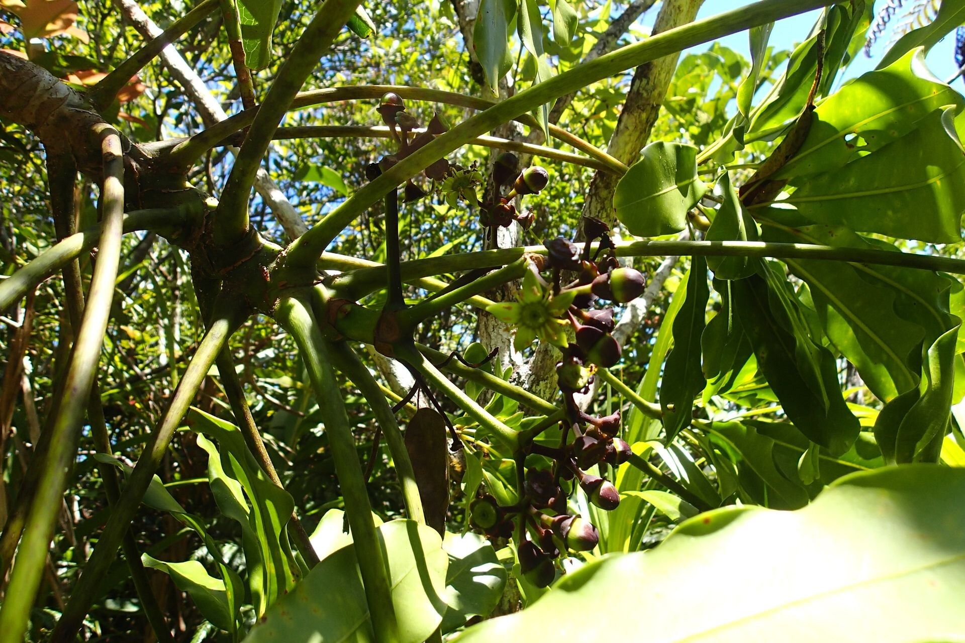 Plerandra plerandroides fruit
