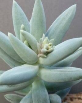 Pachyphytum coeruleum leaf