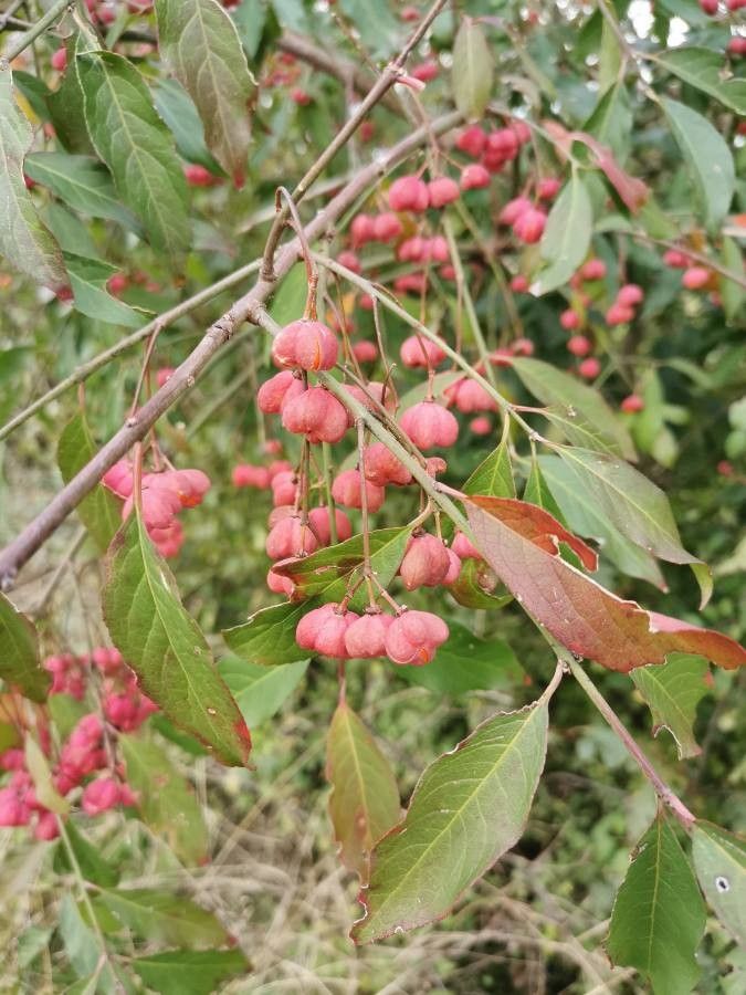 Euonymus atropurpureus flower