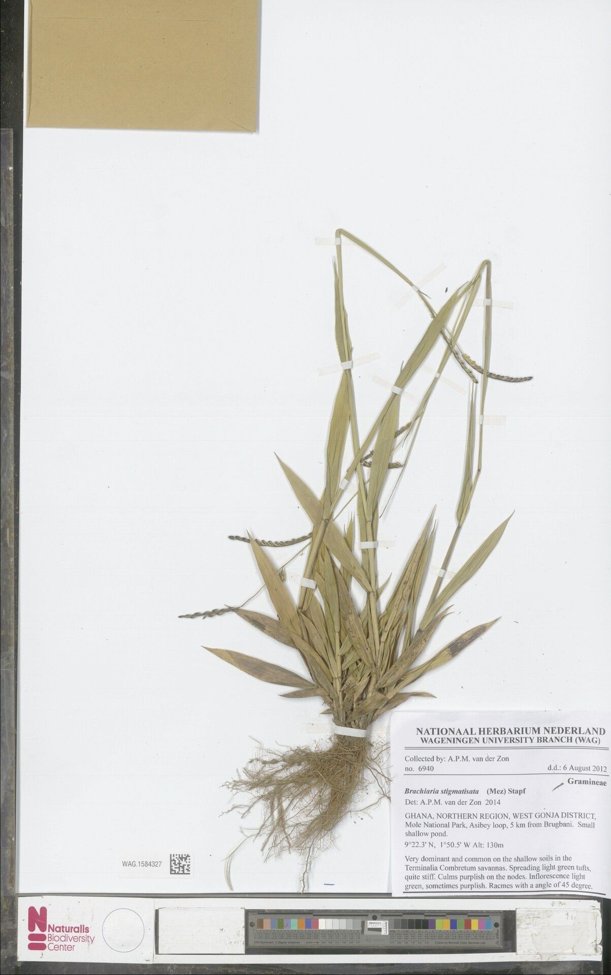 Urochloa stigmatisata — houseplant care guide