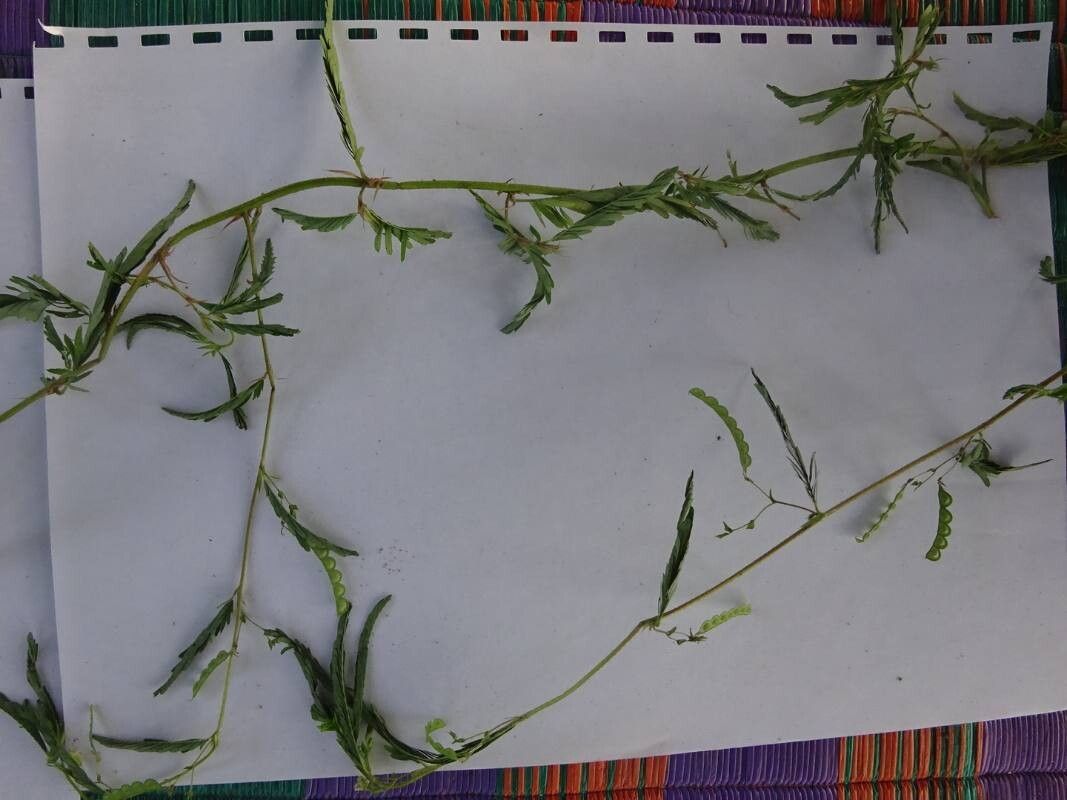 Aeschynomene uniflora habit