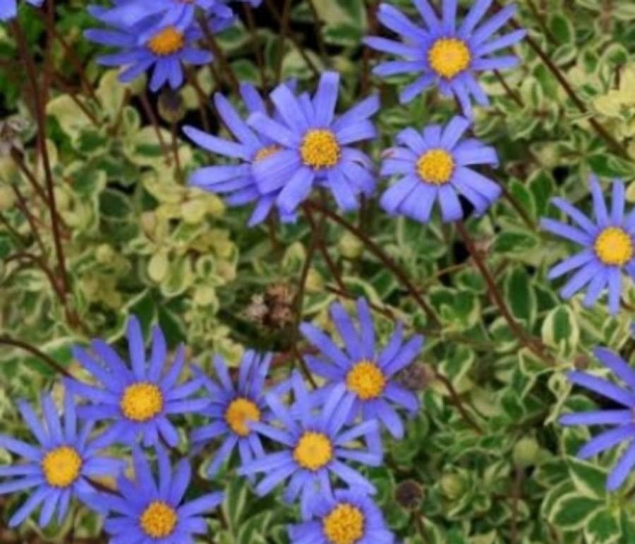 Felicia amoena flower