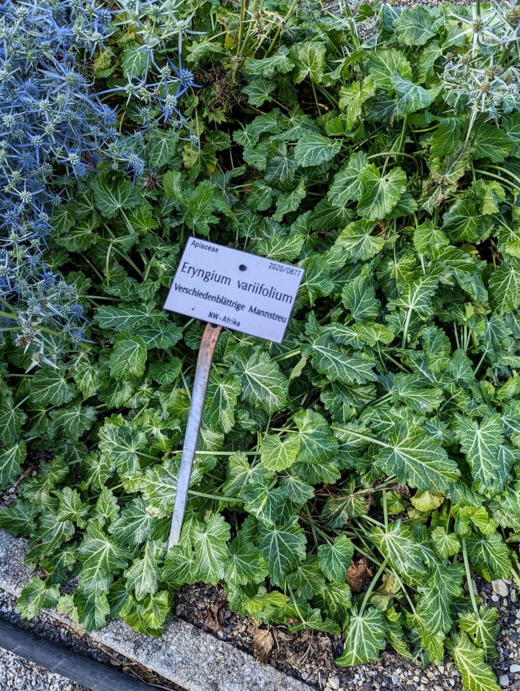 Eryngium variifolium — search result for 'Eryngium'