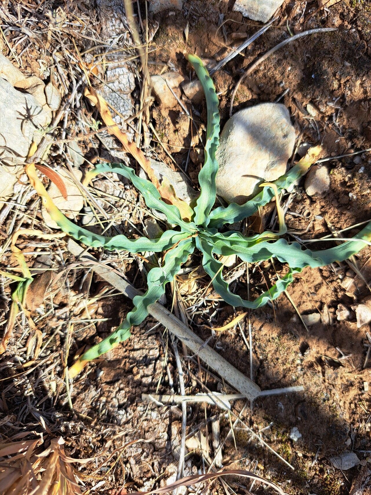 Drimia purpurascens habit