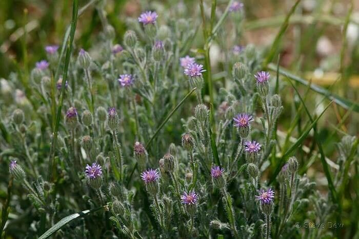 Vittadinia cuneata — houseplant care guide