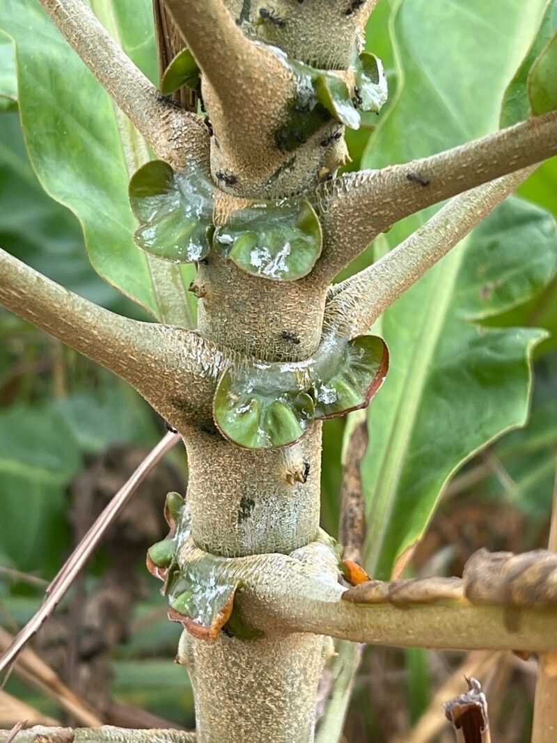 Anthocleista vogelii bark