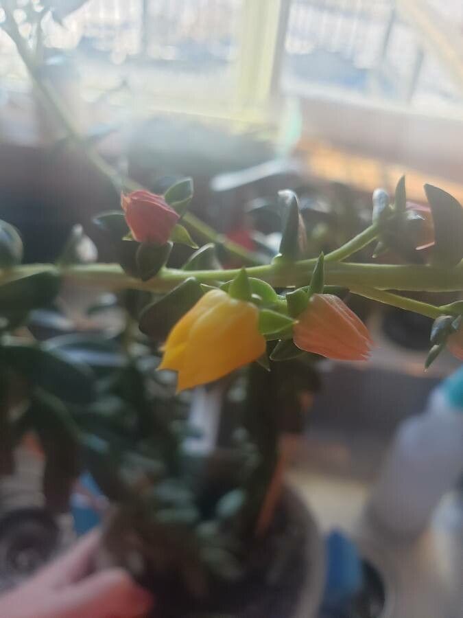 Pachyphytum compactum flower