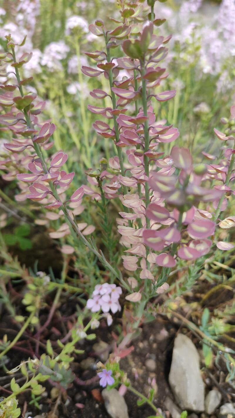 Aethionema speciosum fruit