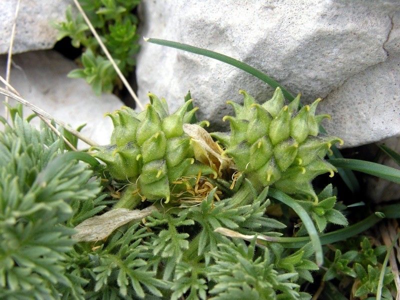 Adonis distorta fruit