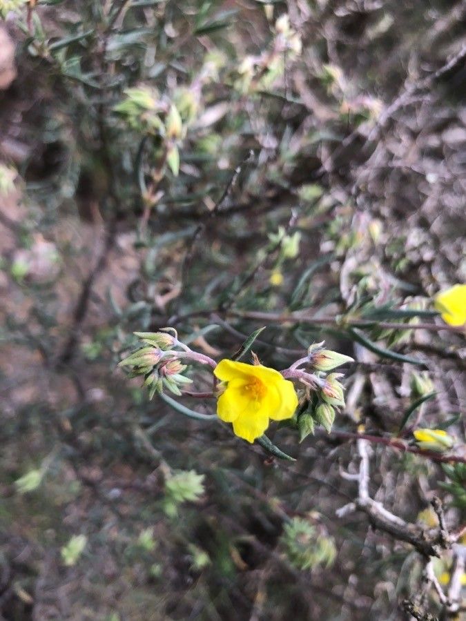 Helianthemum syriacum flower