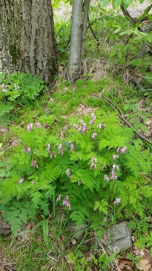 Dicentra eximia habit