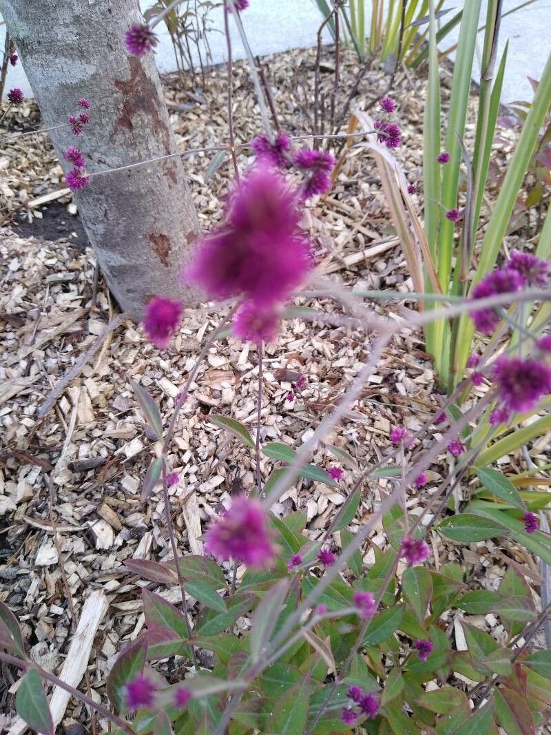 Alternanthera porrigens flower