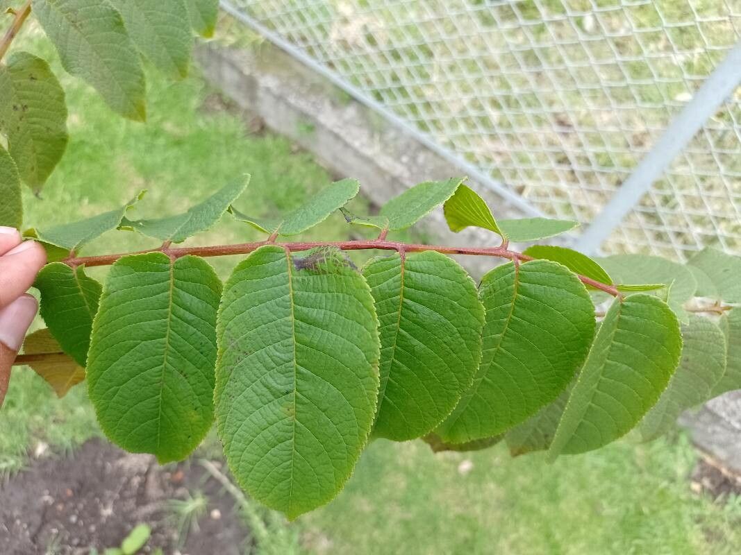 Juglans neotropica leaf