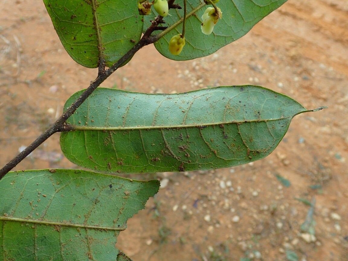 Acridocarpus vanderystii — search result for 'Acridocarpus'