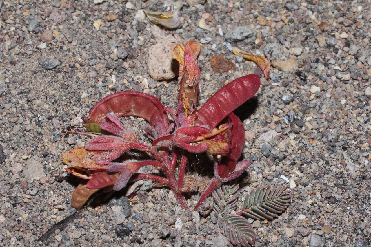Hoffmannseggia minor fruit