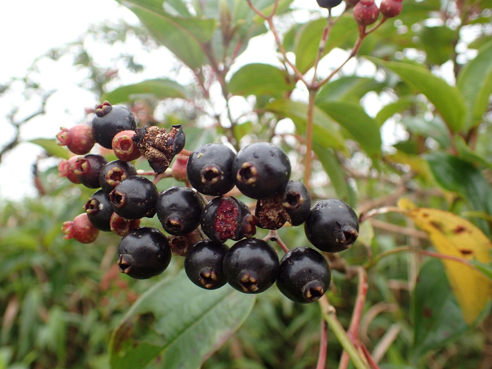 Miconia purpurea fruit