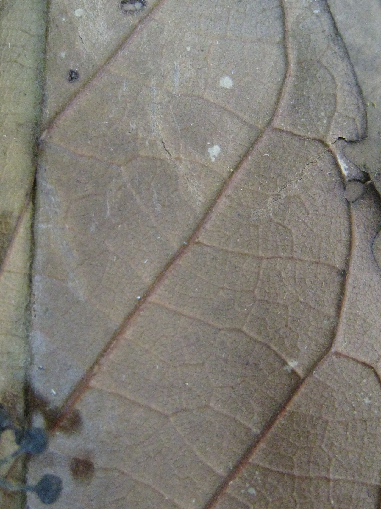 Nectandra cissiflora other