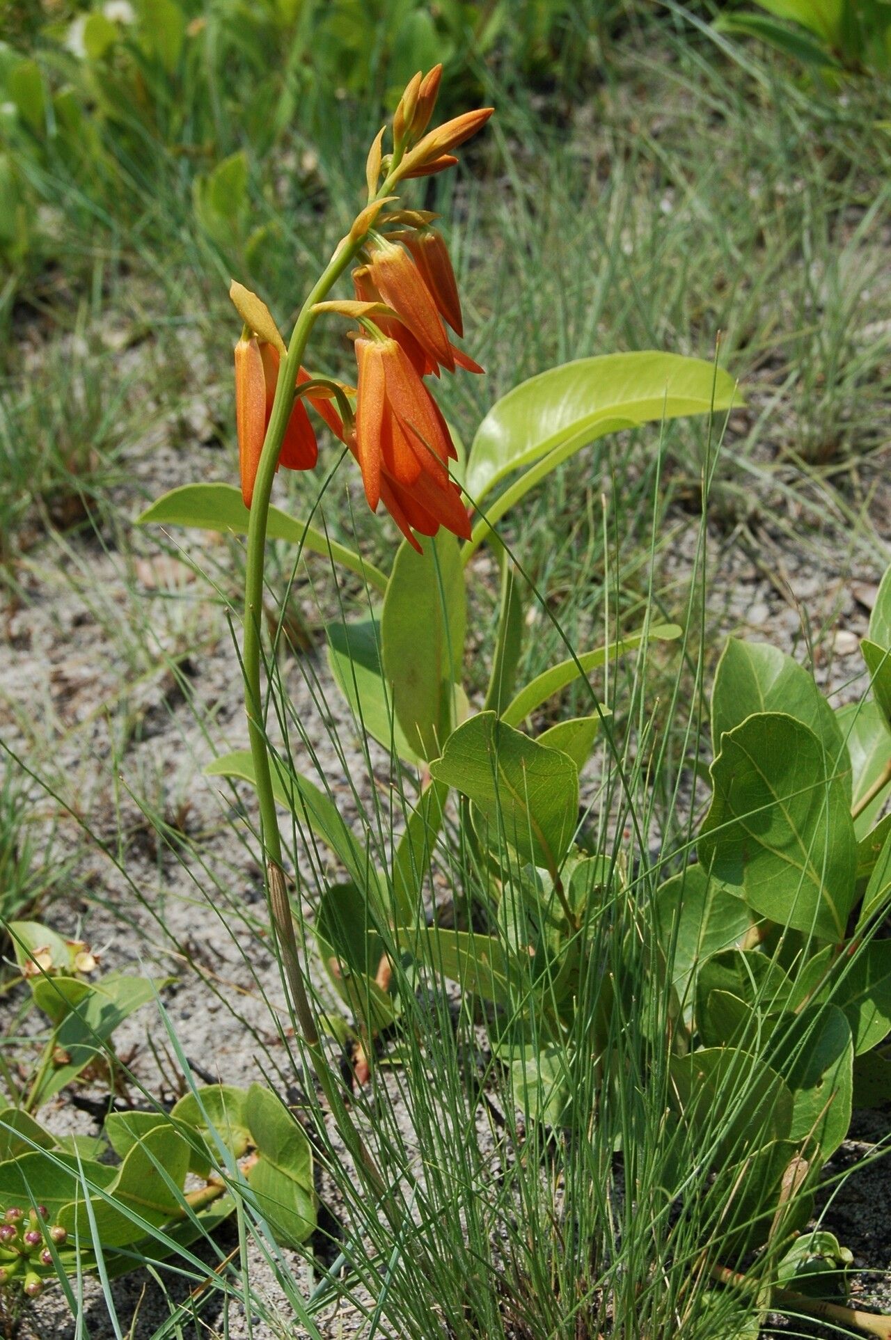 Eulophia aurantiaca habit