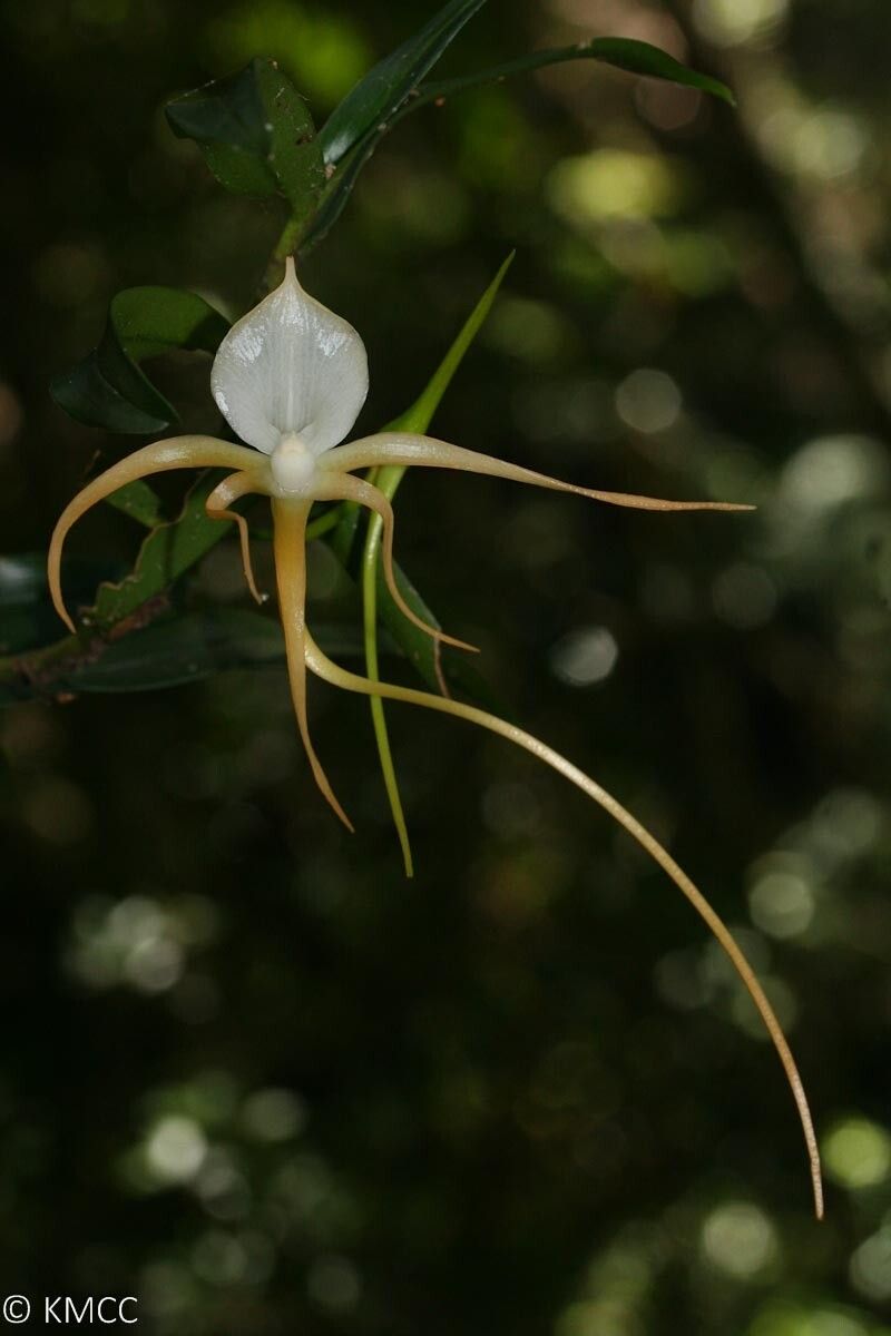 Angraecum conchoglossum — houseplant care guide