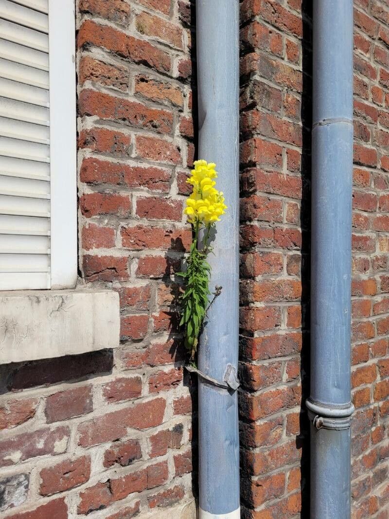 Antirrhinum majus subsp. latifolium x Antirrhinum majus var. majus — search result for 'Antirrhinum'