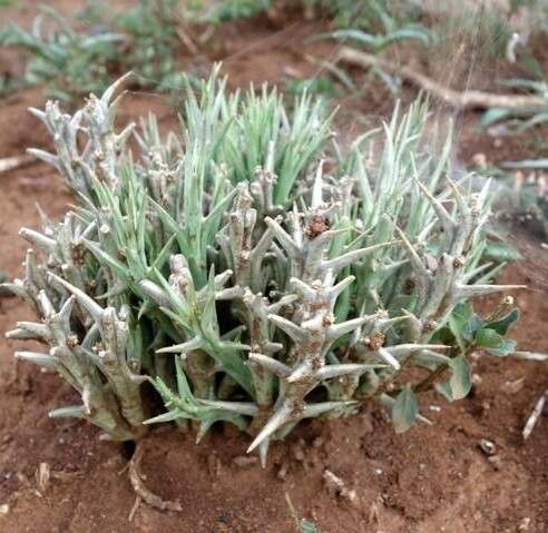 Orbea gerstneri — search result for 'Orbea'