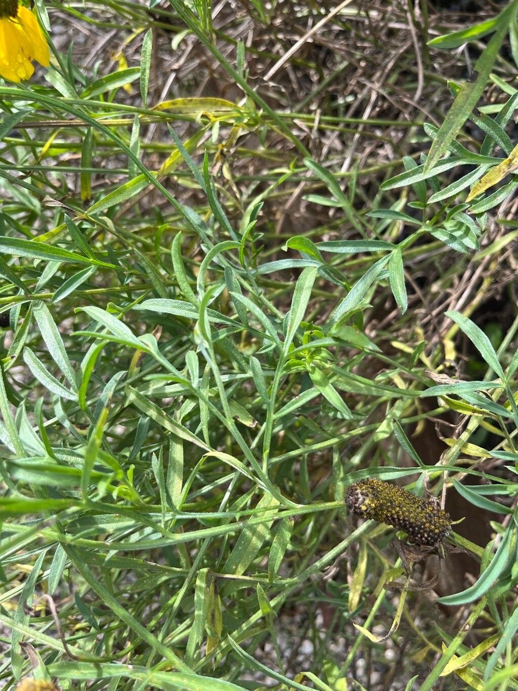 Ratibida columnifera