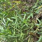 Ratibida columnifera