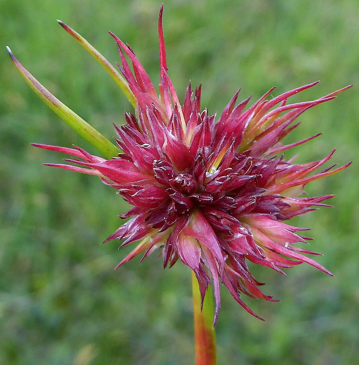 Juncus capitatus — search result for 'Juncus'