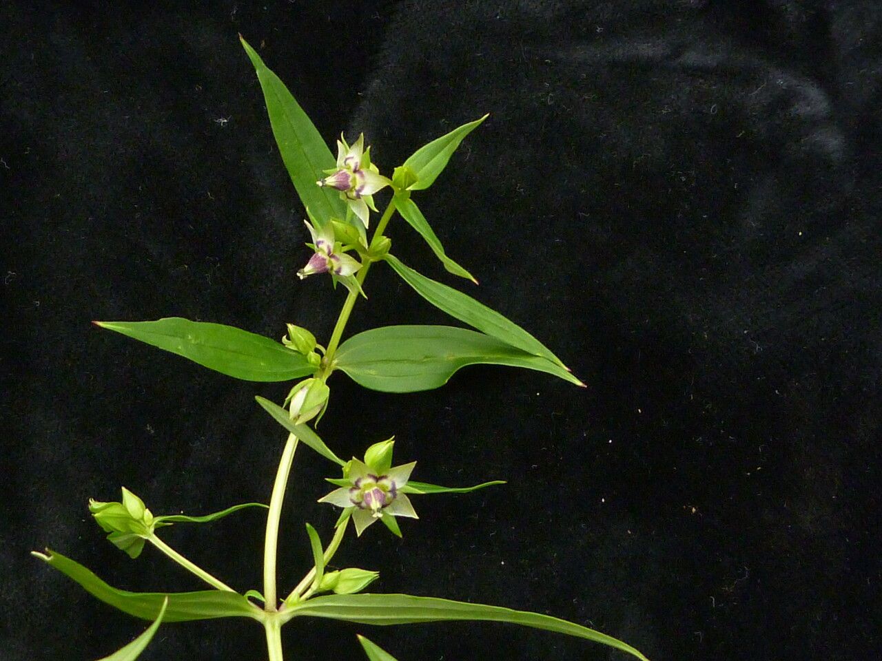 Swertia paniculata habit