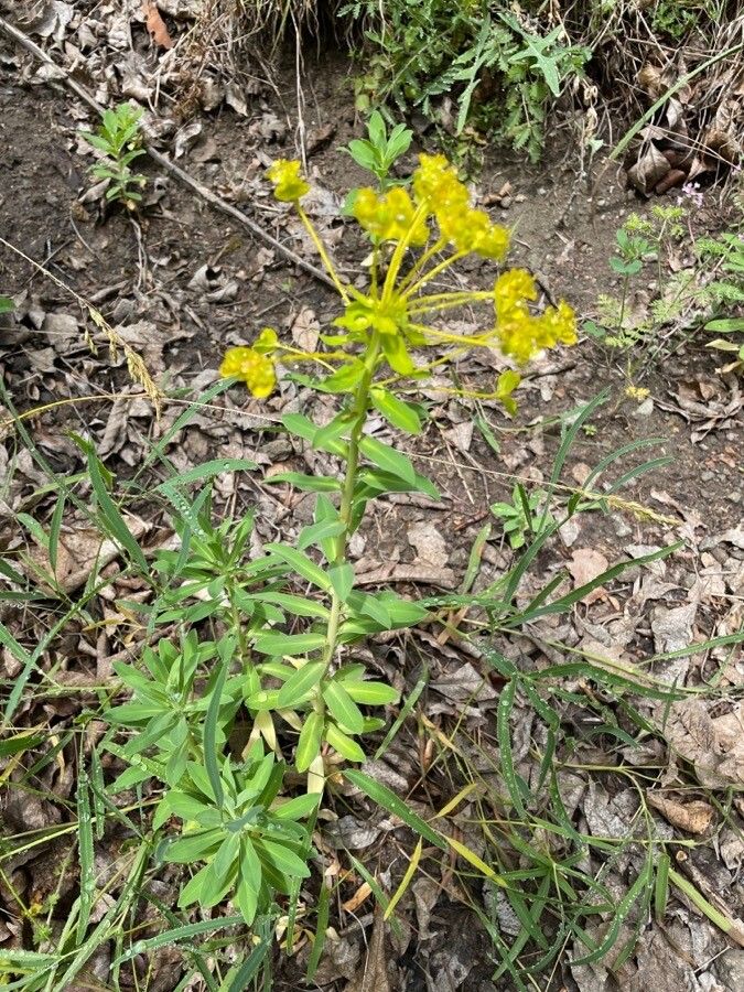 Euphorbia pannonica habit