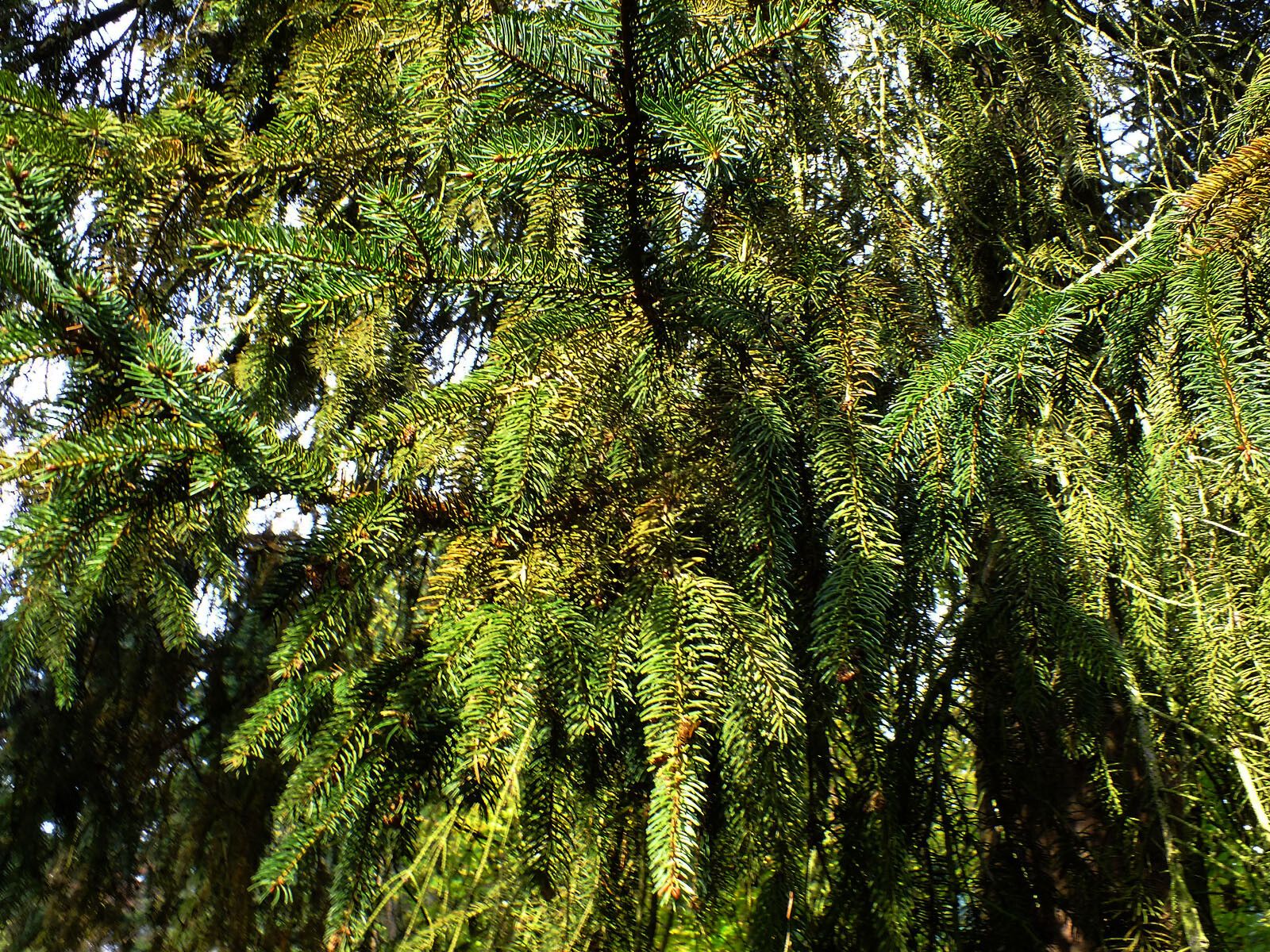 Picea brachytyla