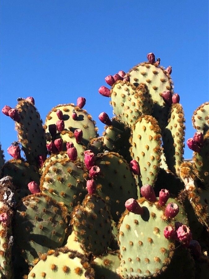 Opuntia aciculata