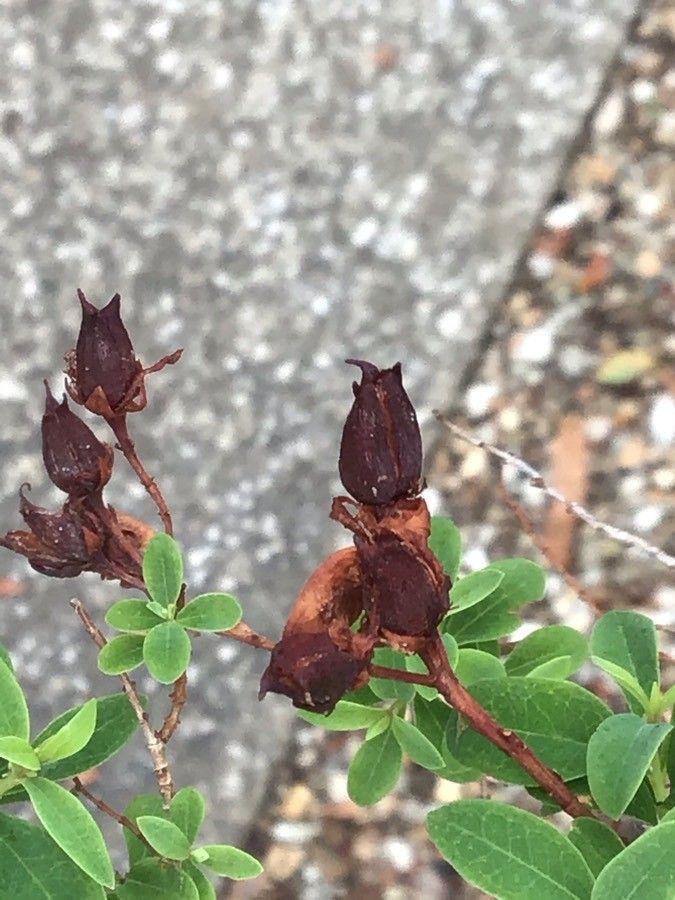 Hypericum canariense fruit
