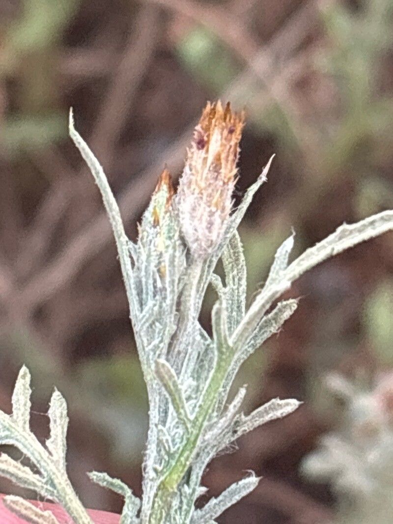 Volutaria canariensis flower