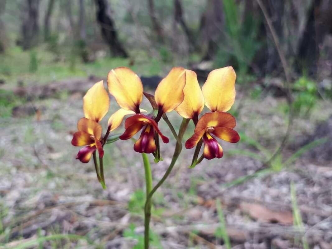 Diuris corymbosa flower