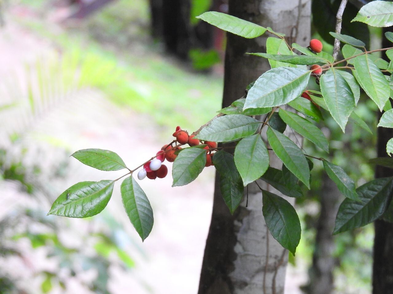 Protium rhoifolium — houseplant care guide