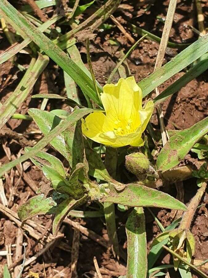 Ludwigia adscendens flower