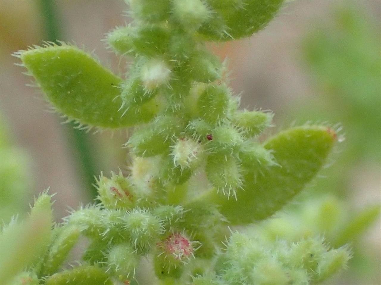 Herniaria hirsuta fruit