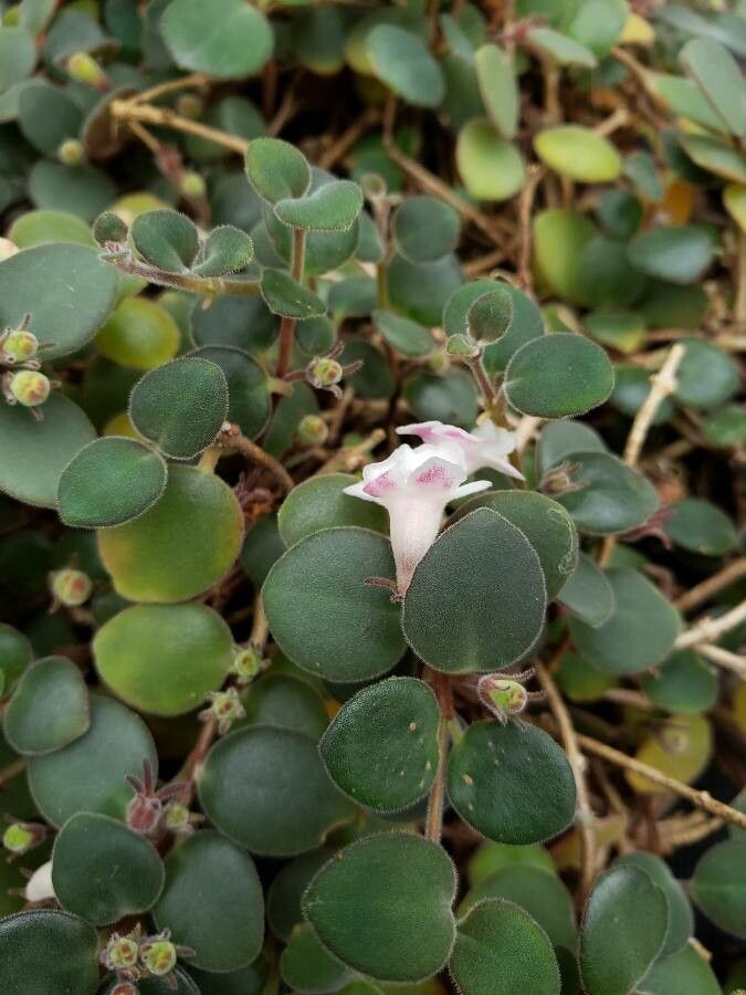 Codonanthe devosiana flower