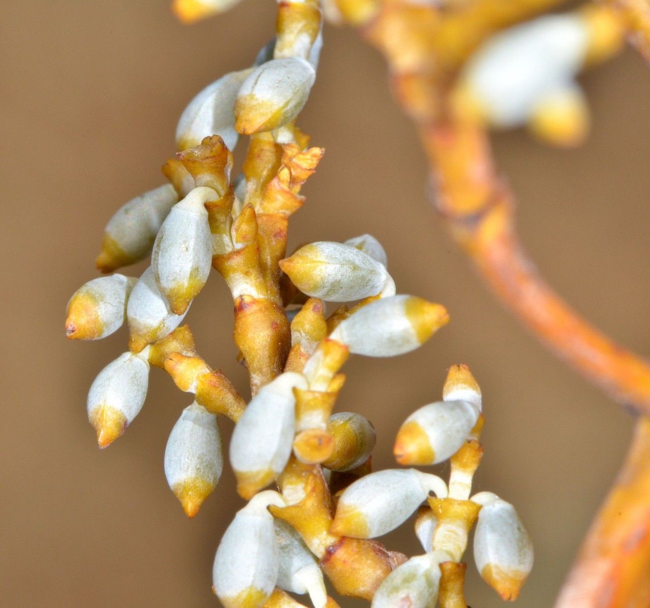 Arceuthobium campylopodum fruit