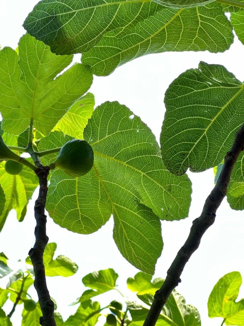 Ficus palmata — search result for 'Ficus'